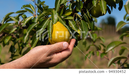 A man's hand picks a ripe pear from a tree close-up beautiful view 94930452