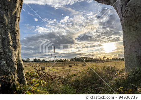 Harvest at the Dark Hedges tree tunnel in Ballymoney, Northern Ireland Harvest at the Dark Hedges tree tunnel in Ballymoney, Northern Ireland 94930739