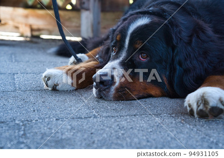 躺在公園裡的伯恩山犬 94931105