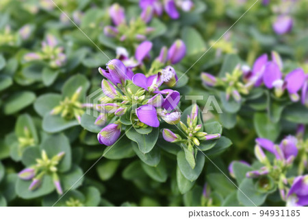 Myrtle-leaf milkwort 94931185