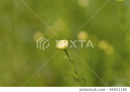 Cypress lavender cotton Cypress lavender cotton 94931186