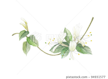 Honeysuckle Sucking Kudzu 94931577