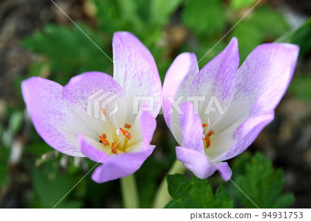 Corticam (dog saffron) 94931753