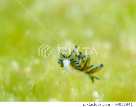 A member of Baronia's sea slug Ercolania endophytophaga 94932441