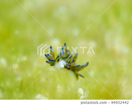 A member of Baronia's sea slug Ercolania endophytophaga 94932442