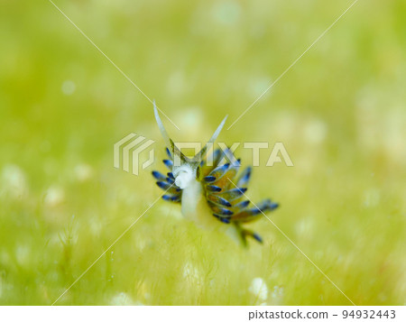 A member of Baronia's sea slug Ercolania endophytophaga 94932443