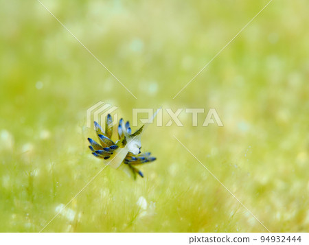 Baronia 海蛞蝓 Ercolania endophytophaga 的成員 94932444