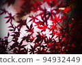 秋天的樹葉 94932449