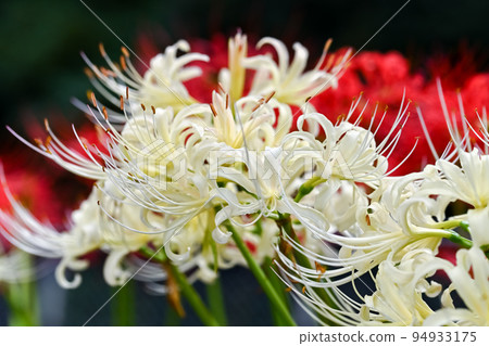 白花筍 白花筍 94933175