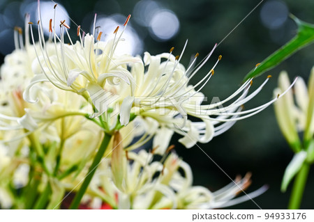 白花筍 白花筍 94933176