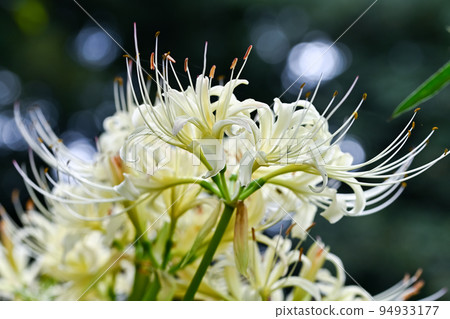 白花筍 白花筍 94933177