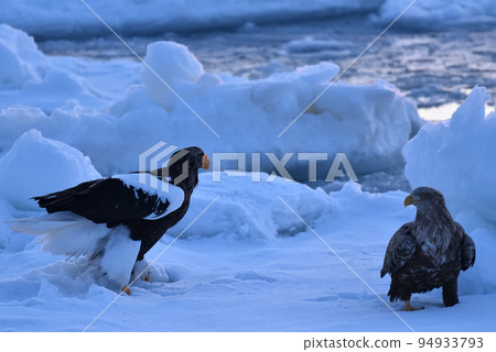 Steller's sea eagle, drift ice of Rausu, Shiretoko peninsula, Hokkaido 94933793