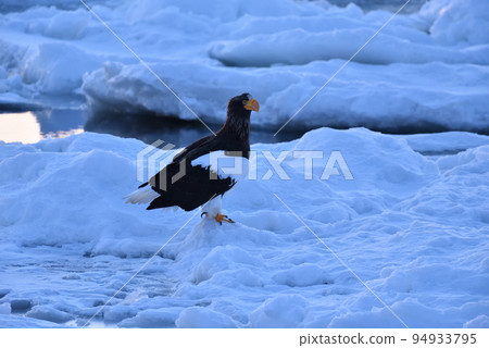 Steller's sea eagle, drift ice of Rausu, Shiretoko peninsula, Hokkaido 94933795