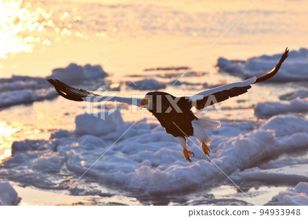 Steller's sea eagle, drift ice of Rausu, Shiretoko peninsula, Hokkaido 94933948