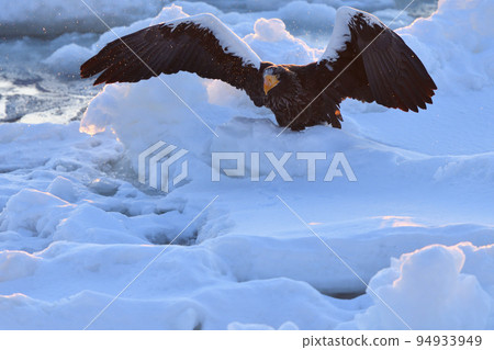 北海道知床半島羅臼浮冰海雕 北海道知床半島羅臼浮冰海雕 94933949
