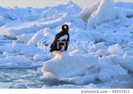 Steller's sea eagle, drift ice of Rausu, Shiretoko peninsula, Hokkaido 94933951