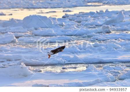 Steller's sea eagle, drift ice of Rausu, Shiretoko peninsula, Hokkaido 94933957