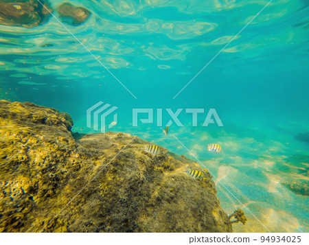 Tropical fish and corals in the sea under water 94934025