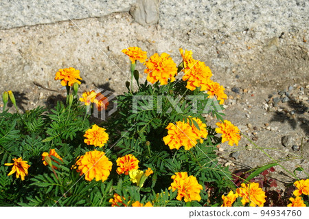 yellow chrysanthemum 94934760