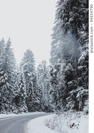 Pine trees covered with snow, snowy forest Pine trees covered with snow, snowy forest 94934790