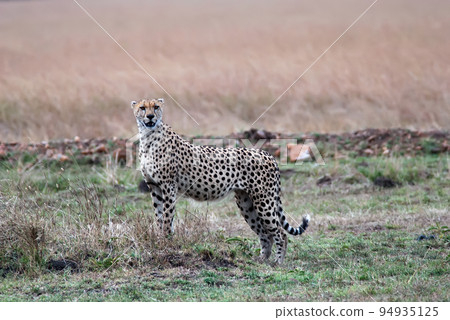 Cheetah standing in the savannah and looking out for prey Cheetah standing in the savannah and looking out for prey 94935125