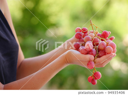 Vineyard Harvest in autumn season 94935406