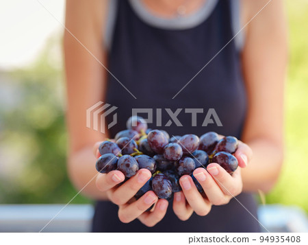 Vineyard Harvest in autumn season Vineyard Harvest in autumn season 94935408