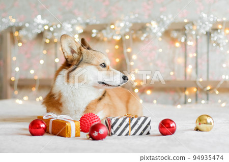 Corgi dog with gifts and Christmas decorations against the garland lights background. New Year and Christmas concept. Waiting for the holiday 94935474