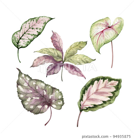 leaf, foliage, watercolor 94935875