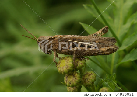 Closeup on an adult European Bow-winged grasshopper, Chorthippus biguttulus group Closeup on an adult European Bow-winged grasshopper, Chorthippus biguttulus group 94936051
