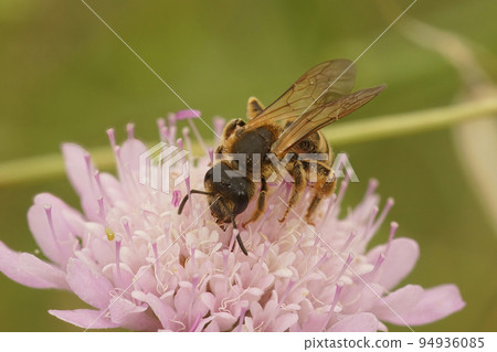Closeup on a Mediterranean female Great banded furrow bee, Halictus scabiosae , sitting on a pink scabious flower Closeup on a Mediterranean female Great banded furrow bee, Halictus scabiosae , sitting on a pink scabious flower 94936085