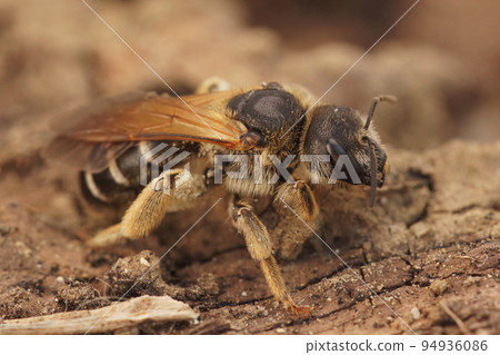 Closeup on a Medterranean female Halictus quadricinctus sitting on wood Closeup on a Medterranean female Halictus quadricinctus sitting on wood 94936086
