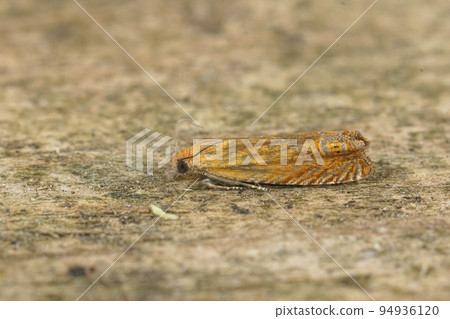 Closeup on the small red piercer moth, Lathronympha strigana sitting on a grean leaf 94936120