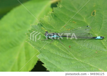 Closeup on a blue-tailed damselfly, Ischnura elegans sitting on a green leaf 94936125