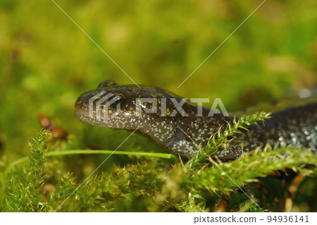 Closeup on a colorful Pacific Westcoast green longtoed salamander, Ambystoma macrodactylum Closeup on a colorful Pacific Westcoast green longtoed salamander, Ambystoma macrodactylum 94936141
