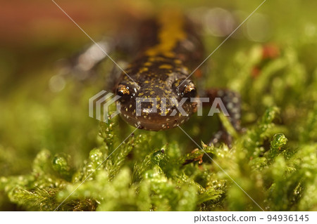 Closeup on a colorful Pacific Westcoast green longtoed salamander, Ambystoma macrodactylum 94936145