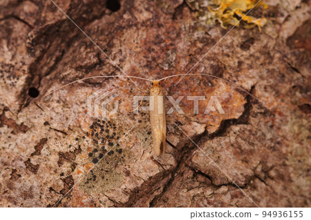 Closeup on a small lightbrown longhorn moth, Nematopogon swammerdamella, sitting on wood Closeup on a small lightbrown longhorn moth, Nematopogon swammerdamella, sitting on wood 94936155