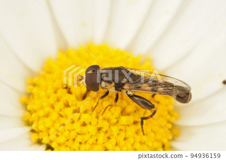Closeup on a thick-legged hoverfly , Syritta pipiens sitting on a yellow white in the garden 94936159