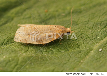 Closeup on a small Common Twist moth, Pandemis cerasana, sitting on a green leaf in the garden Closeup on a small Common Twist moth, Pandemis cerasana, sitting on a green leaf in the garden 94936162