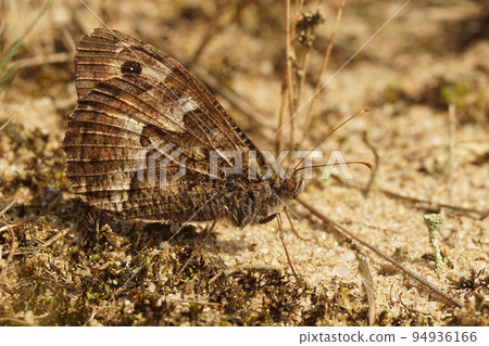 Closeup on the Grayling butterfly, Hipparchia semele well camouflaged with closed wings 94936166