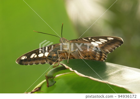 Low angle closeup on the colorful tropical Clipper butterfly, Parthenos sylvia with open wings Low angle closeup on the colorful tropical Clipper butterfly, Parthenos sylvia with open wings 94936172