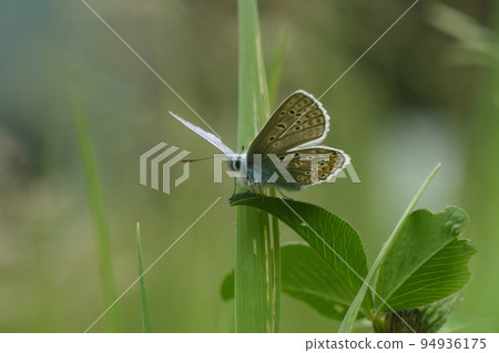 Low angle closeup on a colorful Icarus blue butterfly, Polyommatus icarus sitting with open wings Low angle closeup on a colorful Icarus blue butterfly, Polyommatus icarus sitting with open wings 94936175