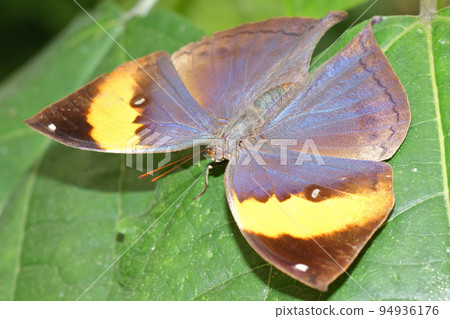 Closeup on a neo-tropical dead Leaf butterfly, Kallima inachus, with open wings Closeup on a neo-tropical dead Leaf butterfly, Kallima inachus, with open wings 94936176