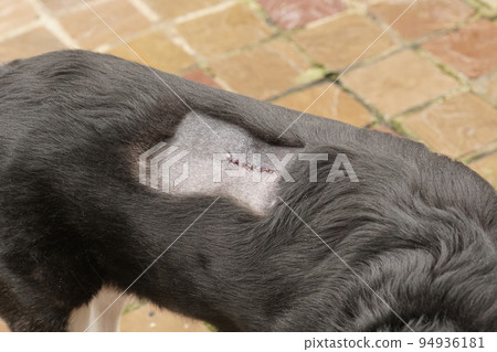 Closeup on a black-haired herder dog with a sewn scar and threads from veterinarian surgery to remove a tumor Closeup on a black-haired herder dog with a sewn scar and threads from veterinarian surgery to remove a tumor 94936181