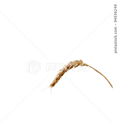 rye ear isolated on white background. Copy space, pattern, wallpaper, banner, cover, mockup, for your design, food industry, bakery concept rye ear isolated on white background. Copy space, pattern, wallpaper, banner, cover, mockup, for your design, food industry, bakery concept 94936249