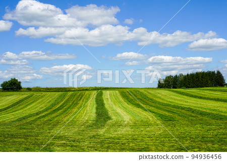 Rural landscape in summer with freshly mowed meadow with trees on blue sky background 94936456