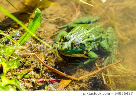 Rana esculenta - Edible frog or green frog in a natural environment 94936457