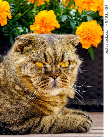 Beautiful brown striped scottish fold cat napping at home 94936484