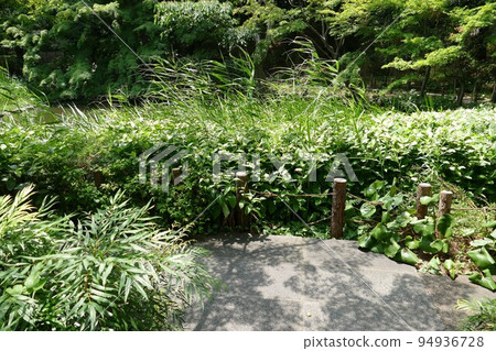 Gotenyama Teien Taki, Shinagawa-ku, Tokyo, Japanese garden, tea room, pond, forest, forest, flower walk, 24 hours free, July 2021 94936728