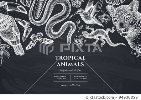 Tropical animals hand drawn illustration design. Background with chalk leopard, snake, lizard, hummingbird, toucan, rajah brooke s birdwing, african giant swallowtail, monstera, strelitzia, protea Tropical animals hand drawn illustration design. Background with chalk leopard, snake, lizard, hummingbird, toucan, rajah brooke s birdwing, african giant swallowtail, monstera, strelitzia, protea 94936859